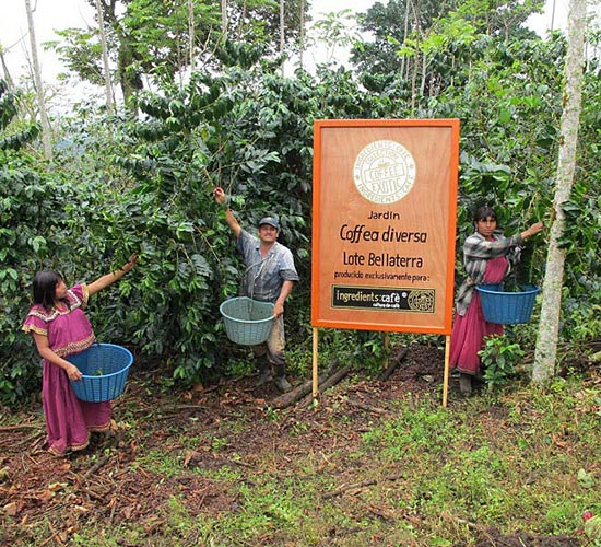 El millor cafè d'origen en el Jardí Coffea Diversa