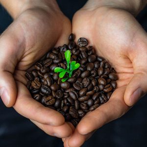 Origin coffee Ingredients