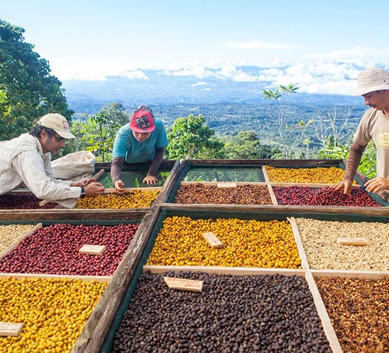Varietats cafès exòtics a Costa Rica