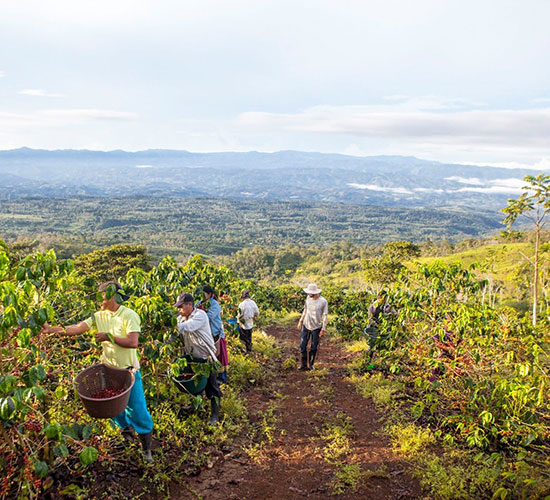 El jardí de el cafè Coffea Diversa