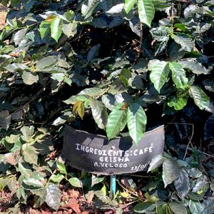 The origin of the blend of coffee ingredients