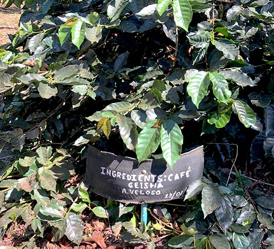 L'origen de l'blend de ingredients cafe
